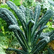 TomorrowSeeds - Tuscan Lacinato Kale Dinosaur Seeds - 2000+ Count - For 2026 Planting Lacinato