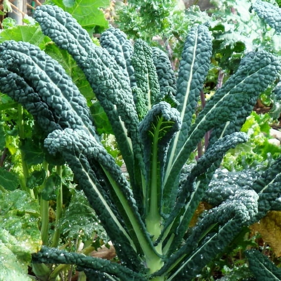 TomorrowSeeds - Tuscan Lacinato Kale (Dinosaur) Seeds - 2000+ Count - For 2026 Planting Lacinato