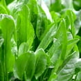 thumbnail image 1 of TomorrowSeeds - Large Leaf Sorrel Seeds - 18,000+ Count - For 2026 Planting Non-GMO Heirloom Herbs, 1 of 10