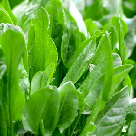 TomorrowSeeds - Large Leaf Sorrel Seeds - 500+ Count - For 2025 Planting Non-GMO Heirloom Herbs