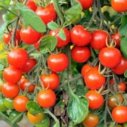 TomorrowSeeds - Large Red Cherry Tomato Seeds - 100+ Count - For 2025 Planting Indeterminate Baby