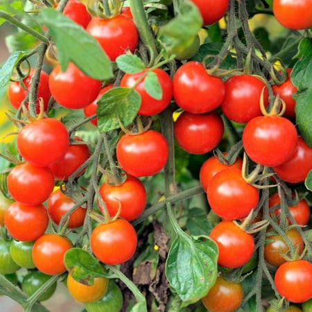 TomorrowSeeds - Large Red Cherry Tomato Seeds - 100+ Count - For 2025 Planting Indeterminate Baby