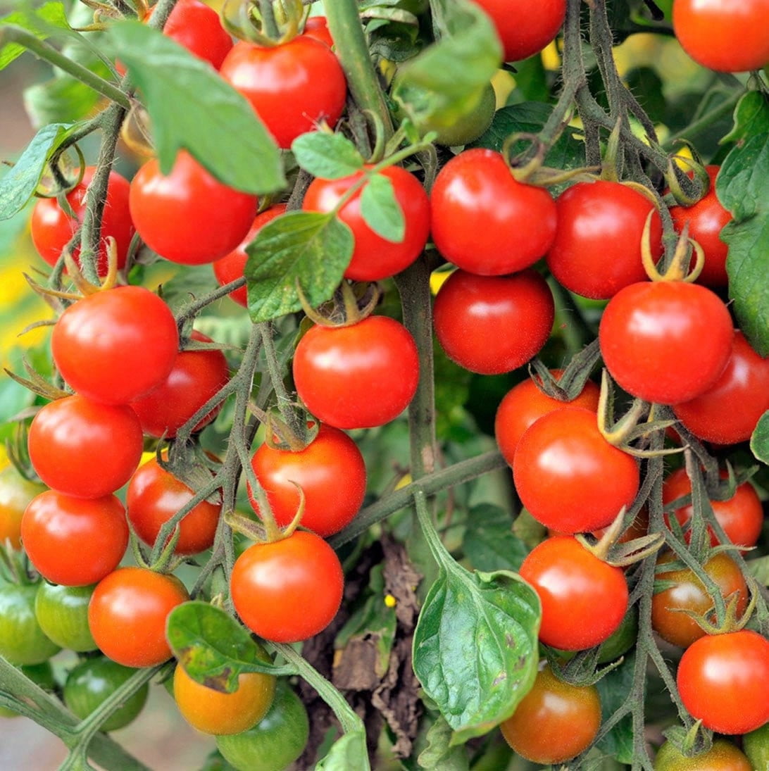 TomorrowSeeds - Large Red Cherry Tomato Seeds - 100+ Count Packet - Indeterminate Non GMO Patio Baby Vine Plum Grape Tomatoes Vegetable Fruit Seed For 2024 Season