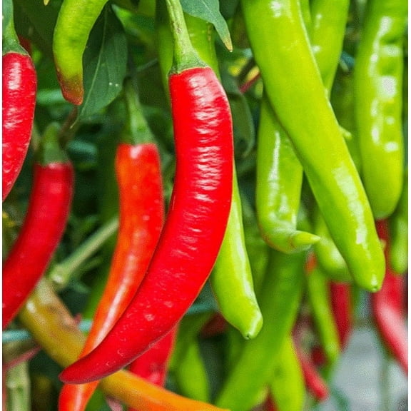 TomorrowSeeds - Large Red Thick Cayenne Pepper Seeds - 300+ Count - For 2026 Planting 5,000 Scoville