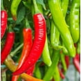 thumbnail image 1 of TomorrowSeeds - Large Red Thick Cayenne Pepper Seeds - 900+ Count - For 2026 Planting 5,000 Scoville, 1 of 11