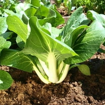 TomorrowSeeds - Large White Stem Bok Choy Seeds - 2000  Count - For 2026 Planting Pak Choi Pok Choy