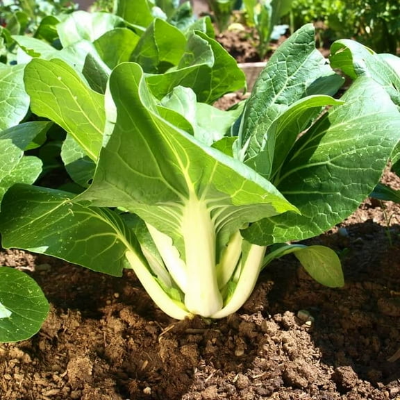 TomorrowSeeds - Large White Stem Bok Choy Seeds - 2000+ Count - For 2026 Planting Pak Choi Pok Choy