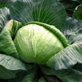 thumbnail image 1 of TomorrowSeeds - Late Flat Dutch Cabbage Seeds - 3000+ Count - For 2026 Planting Dutchhead Cold Hardy, 1 of 11