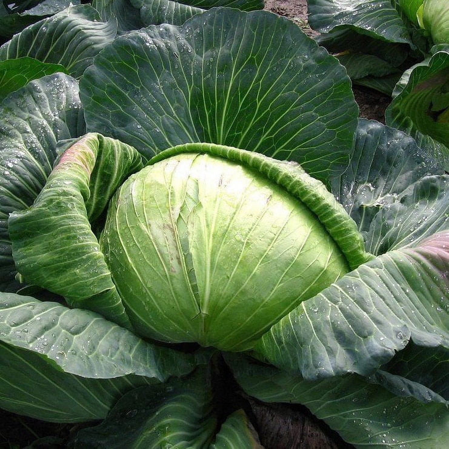 TomorrowSeeds Late Flat Dutch Cabbage Seeds 500+ Count Packet Non
