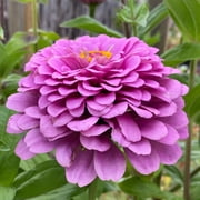TomorrowSeeds - Lavender Zinnia Seeds - 1000+ Count - For 2026 Planting Heat-Tolerant Long-Lasting