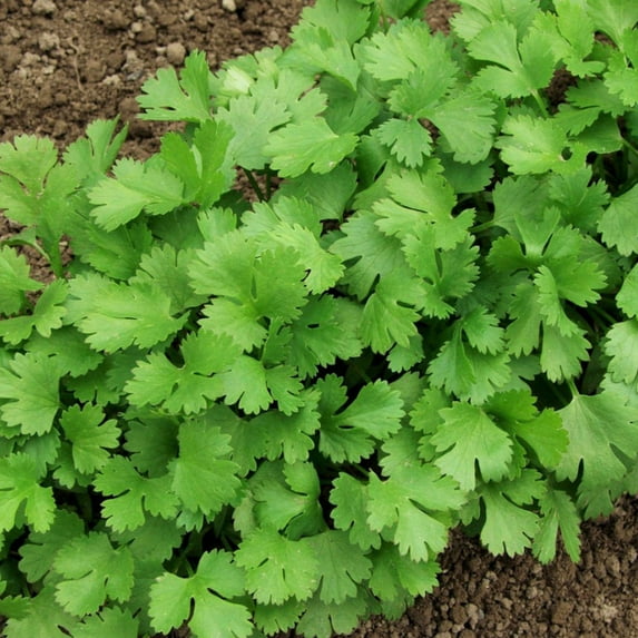 TomorrowSeeds - Leisure Cilantro Seeds - 1000+ Count - For 2026 Planting Slow Bolting Mexican