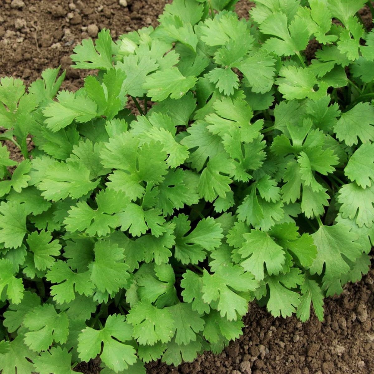 TomorrowSeeds Leisure Cilantro Seeds 600+ Count Packet Slow