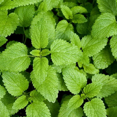 TomorrowSeeds - Lemon Balm Seeds - 9000+ Count - For 2026 Planting USA Garden Vegetable Organic