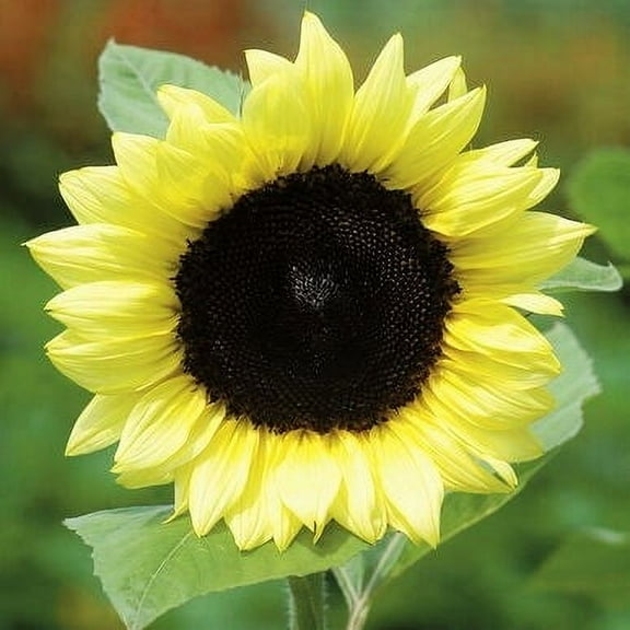 TomorrowSeeds - Lemon Queen Sunflower Seeds - 600+ Count - For 2026 Planting Pollinator-Friendly