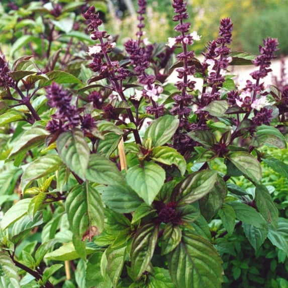 TomorrowSeeds - Licorice Basil Seeds - 1500+ Count - For 2026 Planting Ocimum Basilicum Anise