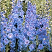 TomorrowSeeds - Light Blue Rocket Larkspur Seeds - 4500+ Count - For 2026 Planting Delphinium