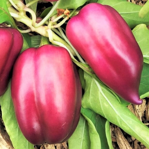 TomorrowSeeds - Lilac Bell Pepper Seeds - 900+ Count - For 2026 Planting Lavender To Red California