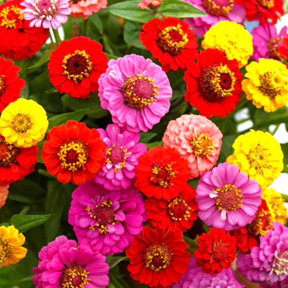 TomorrowSeeds - Lilliput Mix Zinnia Seeds - 600+ Count - For 2025 Planting Petite Pom Pom Dwarf
