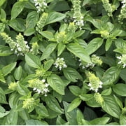 TomorrowSeeds - Lime Basil Seeds - 1200+ Count Packet - Ocimum Basilicum Pot Herb Garden Ornamental Mexican Potpourri Thai Lemon Citrus Thyme Seed NonGMO For 2024