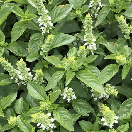 TomorrowSeeds - Lime Basil Seeds - 4500+ Count - For 2026 Planting Ocimum Americanum Kemangi Bai