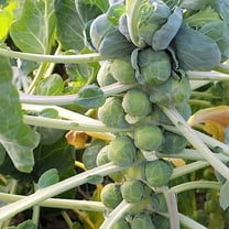TomorrowSeeds - Long Island Brussels Sprout Seeds - 1000 Count - For 2026 Planting Improved Mini