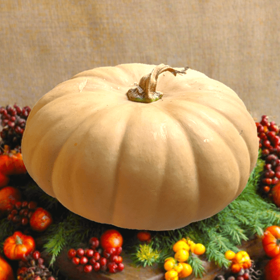 TomorrowSeeds - Long Island Cheese Pumpkin Seeds - 40+ Count - For 2026 Planting Brown Tan American