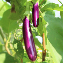 TomorrowSeeds - Long Purple Eggplant Seeds - 1000  Count - For 2026 Planting Aubergine Italian