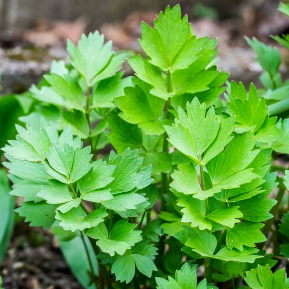 TomorrowSeeds - Lovage Seeds - 1000+ Count - For 2026 Planting Levisticum officinalis European