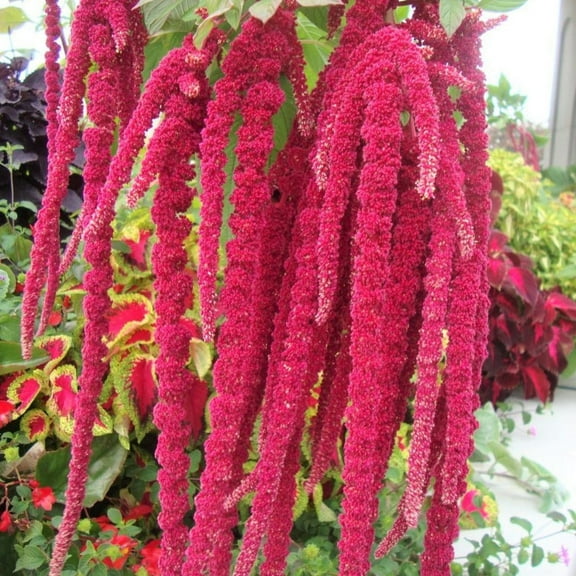 TomorrowSeeds - Love Lies Bleeding Seeds - 3000+ Count - For 2026 Planting Non-GMO Heirloom Herbs
