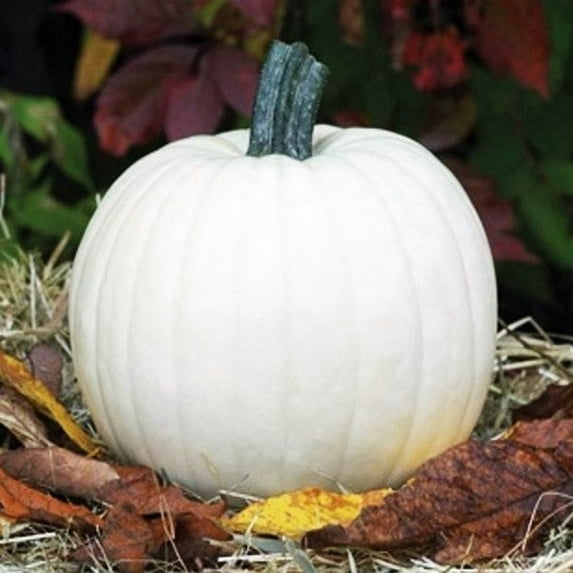 TomorrowSeeds - Lumina White Pumpkin Seeds - 10+ Count - For 2025 Planting Halloween Fall Carving