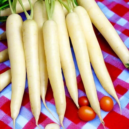 TomorrowSeeds - Lunar White Carrot Seeds - 5000+ Count - For 2026 Planting Ivory Moon Pure Albino