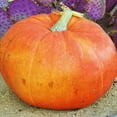 thumbnail image 1 of TomorrowSeeds - Mammoth Gold Pumpkin Seeds - 60+ Count - For 2026 Planting Heirloom Carving, 1 of 9