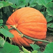 TomorrowSeeds - Mammoth Gold Pumpkin Seeds - 40+ Count Packet - Non GMO Open Pollinated Carving Competition Pumpkins USA Vegetable Seed For 2023 Season