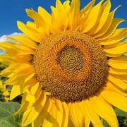 TomorrowSeeds - Mammoth Grey Stripe Sunflower Seeds - 150+ Count - For 2026 Planting Helianthus