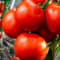 TomorrowSeeds - Marglobe Tomato Seeds - 100  Count - For 2025 Planting Hardy Tasty High Yielder