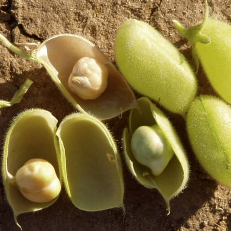 TomorrowSeeds - Marvel Chickpea Seeds - 30+ Count - For 2026 Planting USA Vegetable Chick Pea Bean