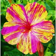TomorrowSeeds - Marvel of Peru Four O' Clock Seeds - 50+ Count Packet - Garden Flower Broken Color Changing Transform Pink Rainbow Plant Leaf Seed 2024 Season