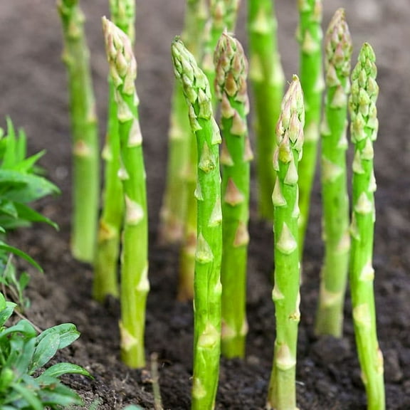 TomorrowSeeds - Mary Washington Asparagus Seeds - 3000+ Count - For 2026 Planting Perennial