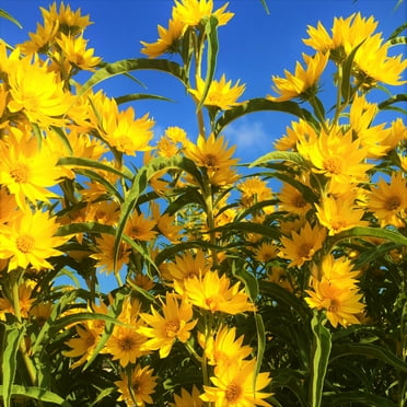 TomorrowSeeds - Maximilian Sunflower Seeds - 500+ Count - For 2025 Planting Prairie Sunflower