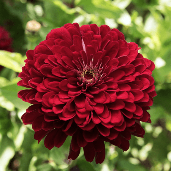 TomorrowSeeds - Meteor Burgundy Zinnia Seeds - 900+ Count - For 2025 Planting Velvet Dark Red Maroon