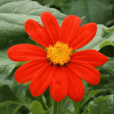 TomorrowSeeds - Mexican Sunflower Seeds - 100+ Count - For 2025 Planting Tithonia Rotundifolia Red