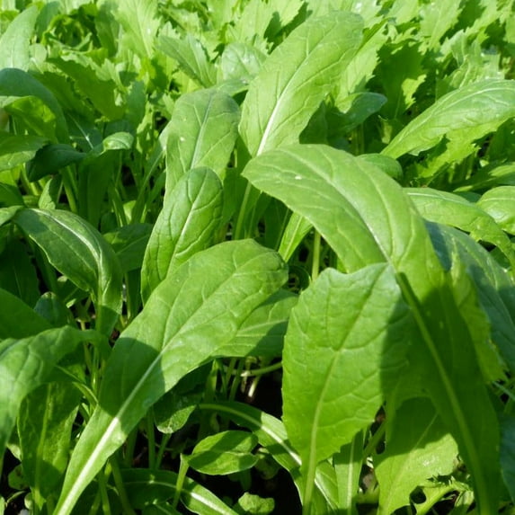 TomorrowSeeds - Mibuna Mustard Green Seeds - 2000+ Count - For 2026 Planting Brassica Rapa Japonica,