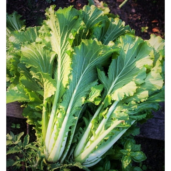 TomorrowSeeds - Michihili Chinese Cabbage Seeds - 2000+ Count - For 2026 Planting Asian