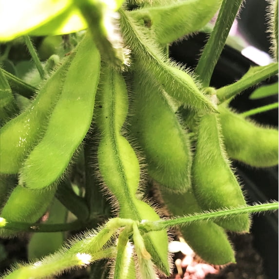 TomorrowSeeds - Midori Giant Edamame Soy Bean Seeds - 20+ Count - For 2025 Planting USA Garden Asian