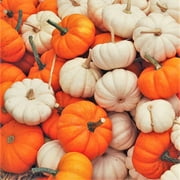 TomorrowSeeds - Mini Mix Pumpkins Seeds - 30+ Count - For 2025 Planting White Orange Mix Baby Boo,