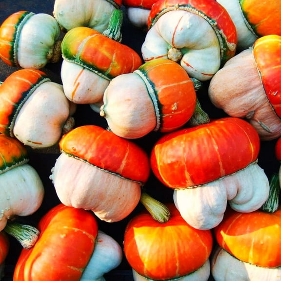 TomorrowSeeds - Mini Red Turban Ornamental Gourd Seeds - 30+ Count - For 2025 Planting Elf Houses