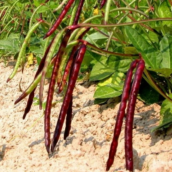 TomorrowSeeds - Mississippi Pinkeye II Purplehull Cowpea Seeds - 100+ Count - For 2026 Planting