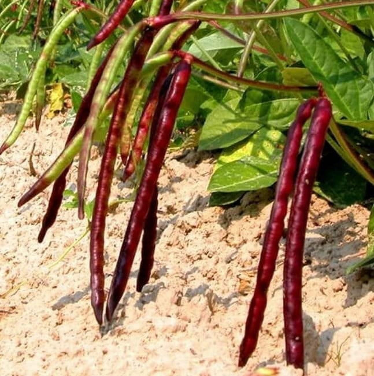 TomorrowSeeds Mississippi Pinkeye II Purplehull Southern Cowpea Seeds