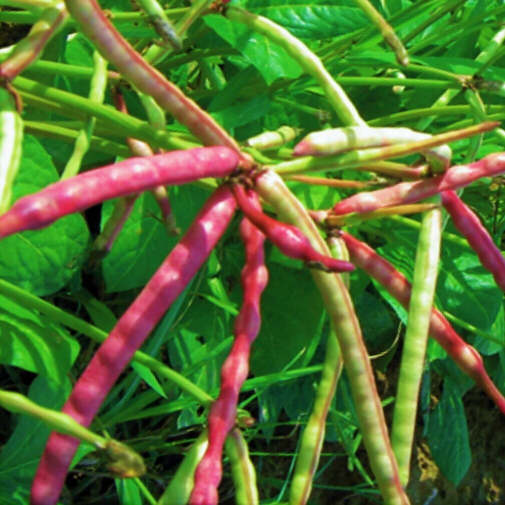 TomorrowSeeds Mississippi Purple Cowpea Seeds 50+ Count Packet Purplehull Brown Crowder