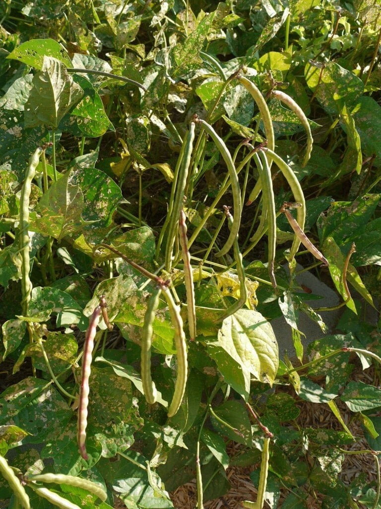 TomorrowSeeds Mississippi Silver Hull Cowpea Seeds 60+ Count Packet